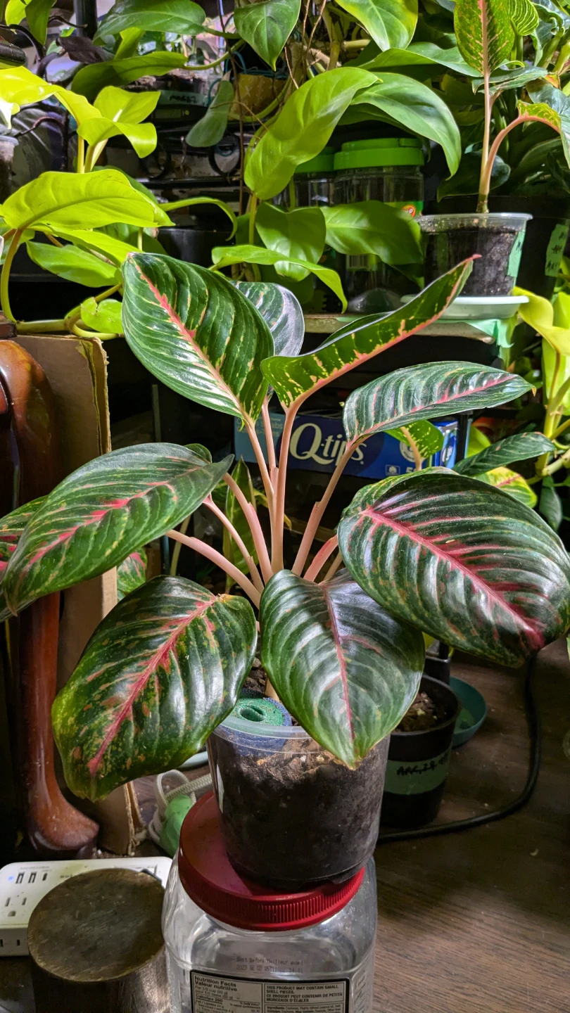 Aglaonema Red Emerald