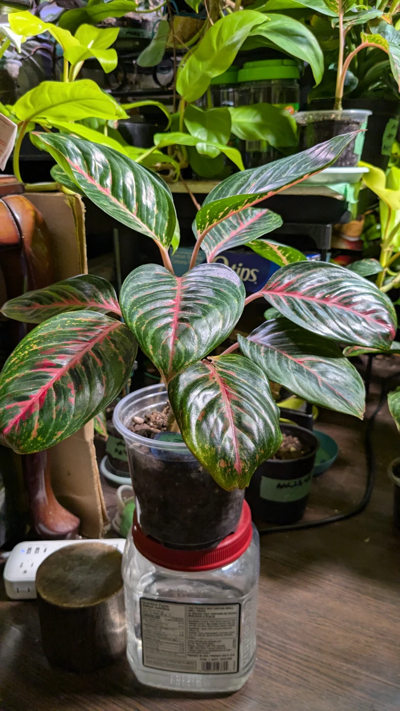 Aglaonema Red Emerald - photo 2