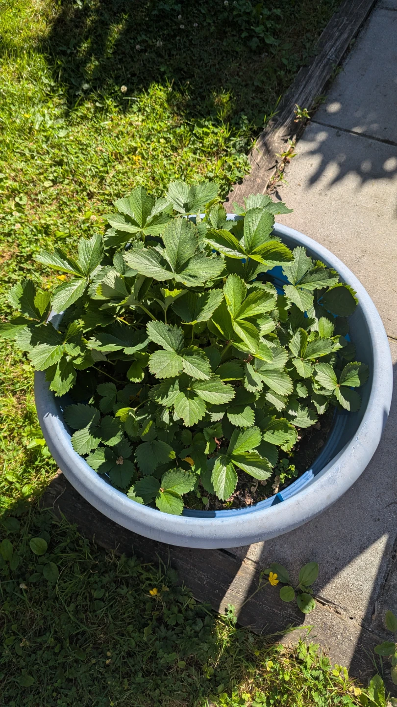 Four large planter pots with healthy strawberries & blueberries