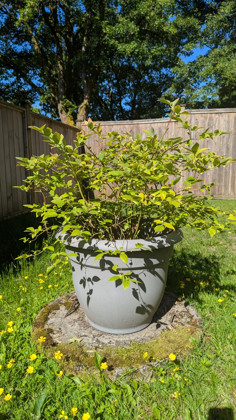 Four large planter pots with healthy strawberries & blueberries - photo 4