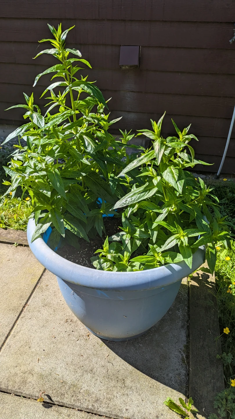 Four large planter pots with healthy strawberries & blueberries - photo 5