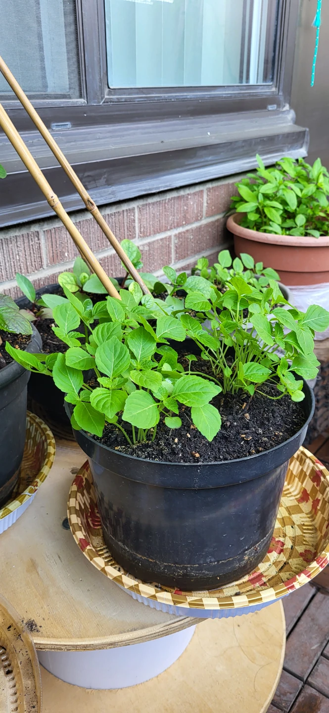 Shiso / Perilla / Kkaenip Plant/ Korean sesame - photo 2