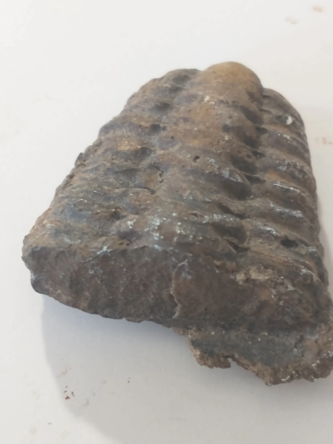 Half of a trilobite fossil (rear end) - photo 3