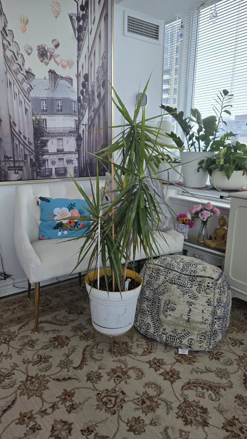 Dracaena Marginata Plant in White Pot with Stand