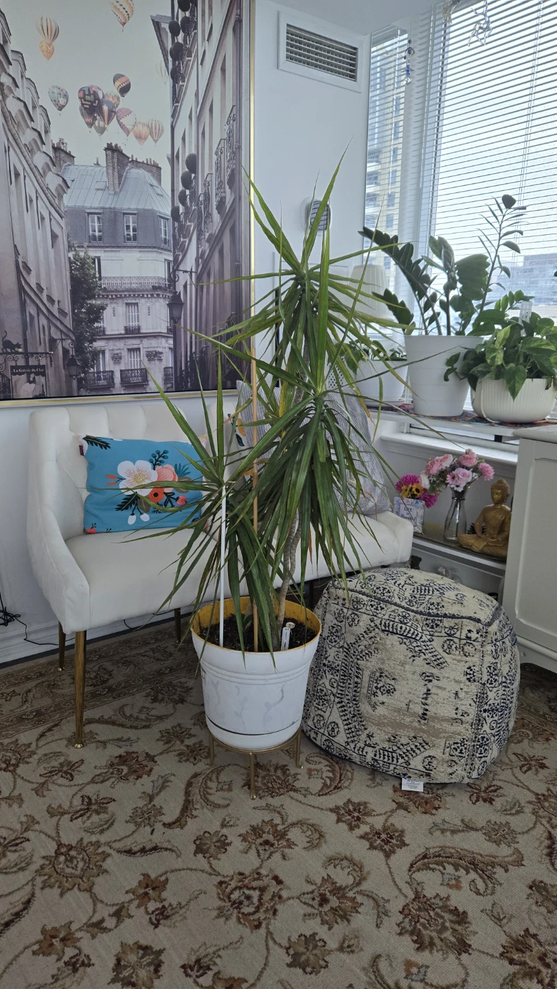 Dracaena Marginata Plant in White Pot with Stand - photo 2