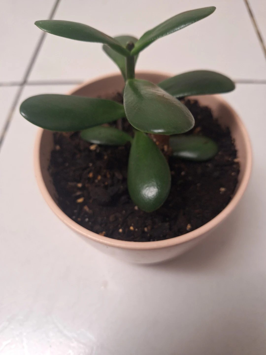 Jade Plant in Salmon Pink Pot - photo 2