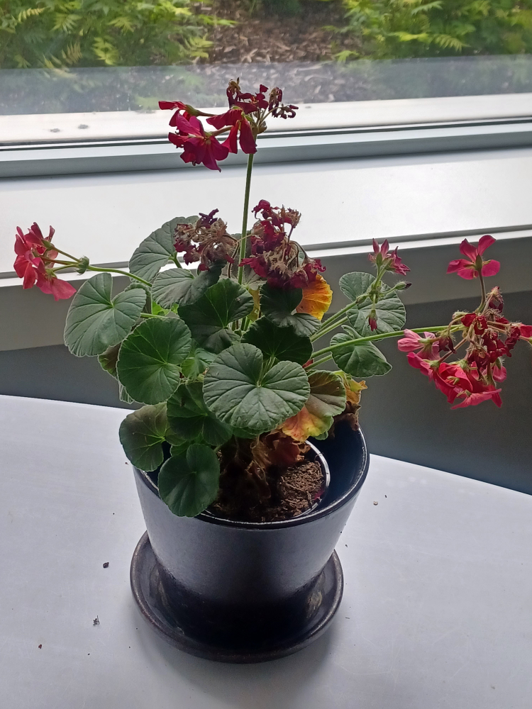 Geranium Plant