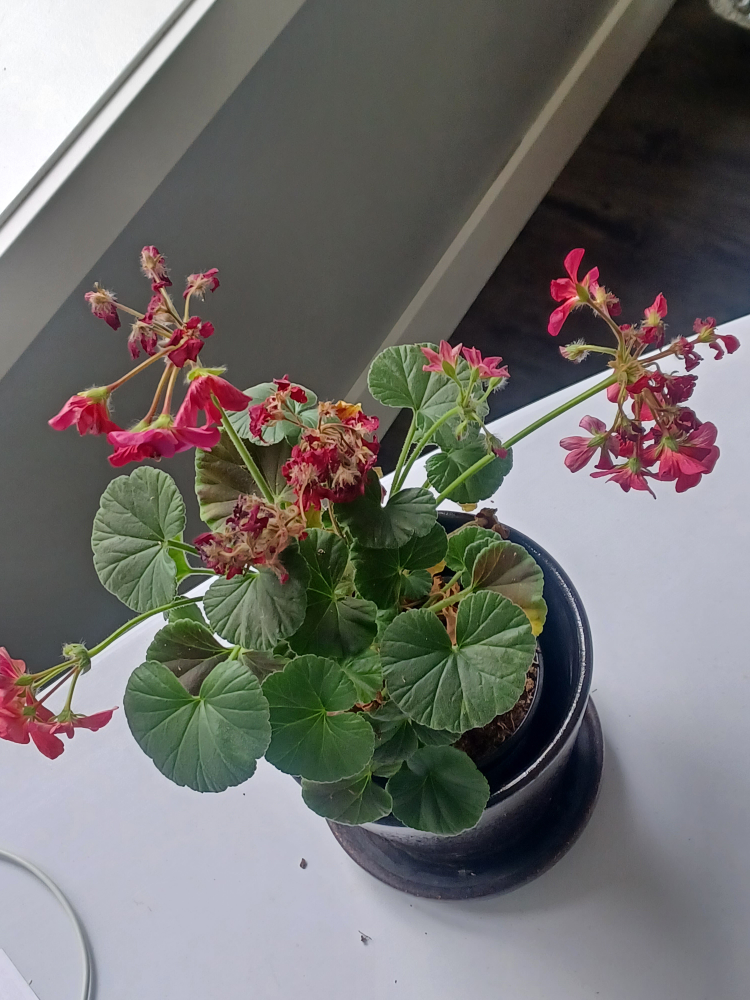 Geranium Plant - photo 2