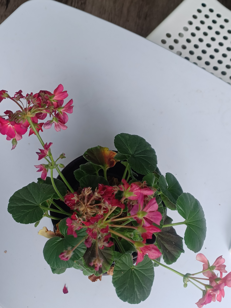 Geranium Plant - photo 3