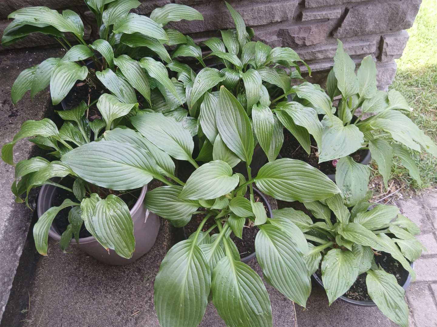 Hosta Plants in pots, 6pots for $30 - photo 2