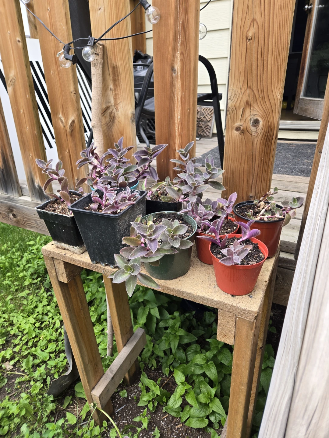 Assorted Potted Succulents and Cacti