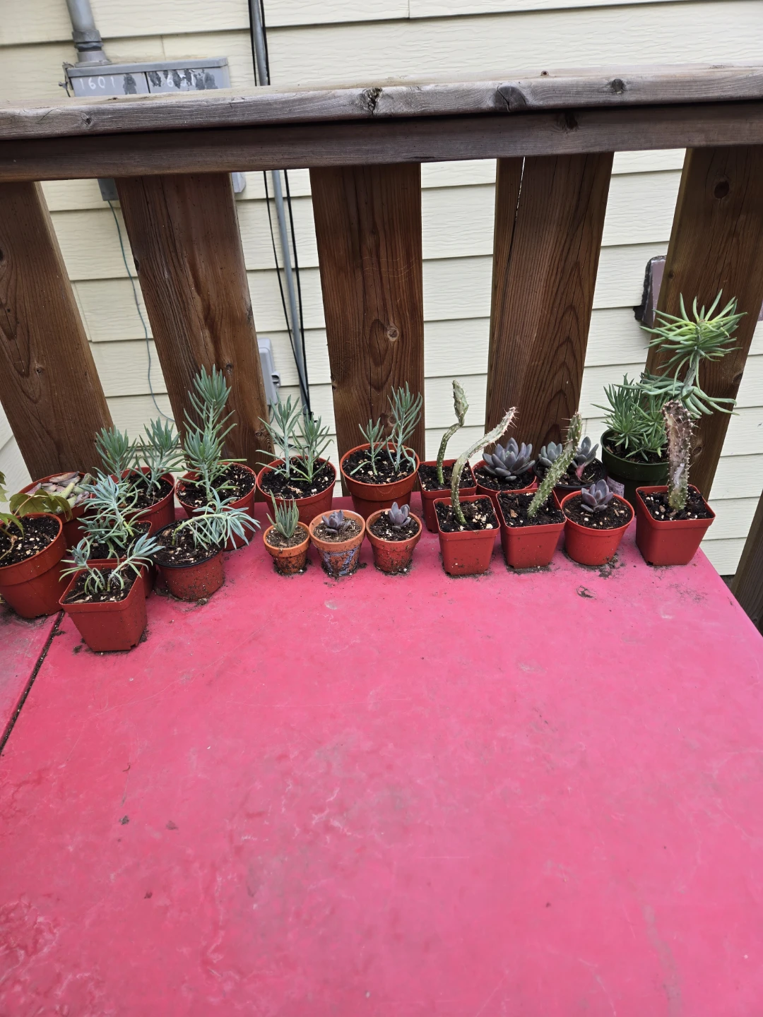 Assorted Potted Succulents and Cacti - photo 4