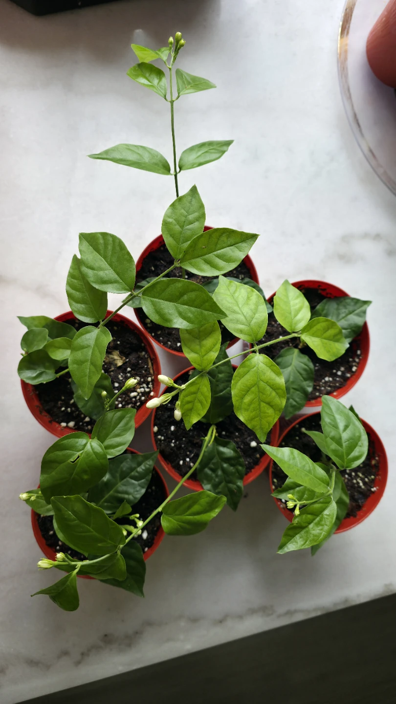 Flowering Jasmine Plants for sale