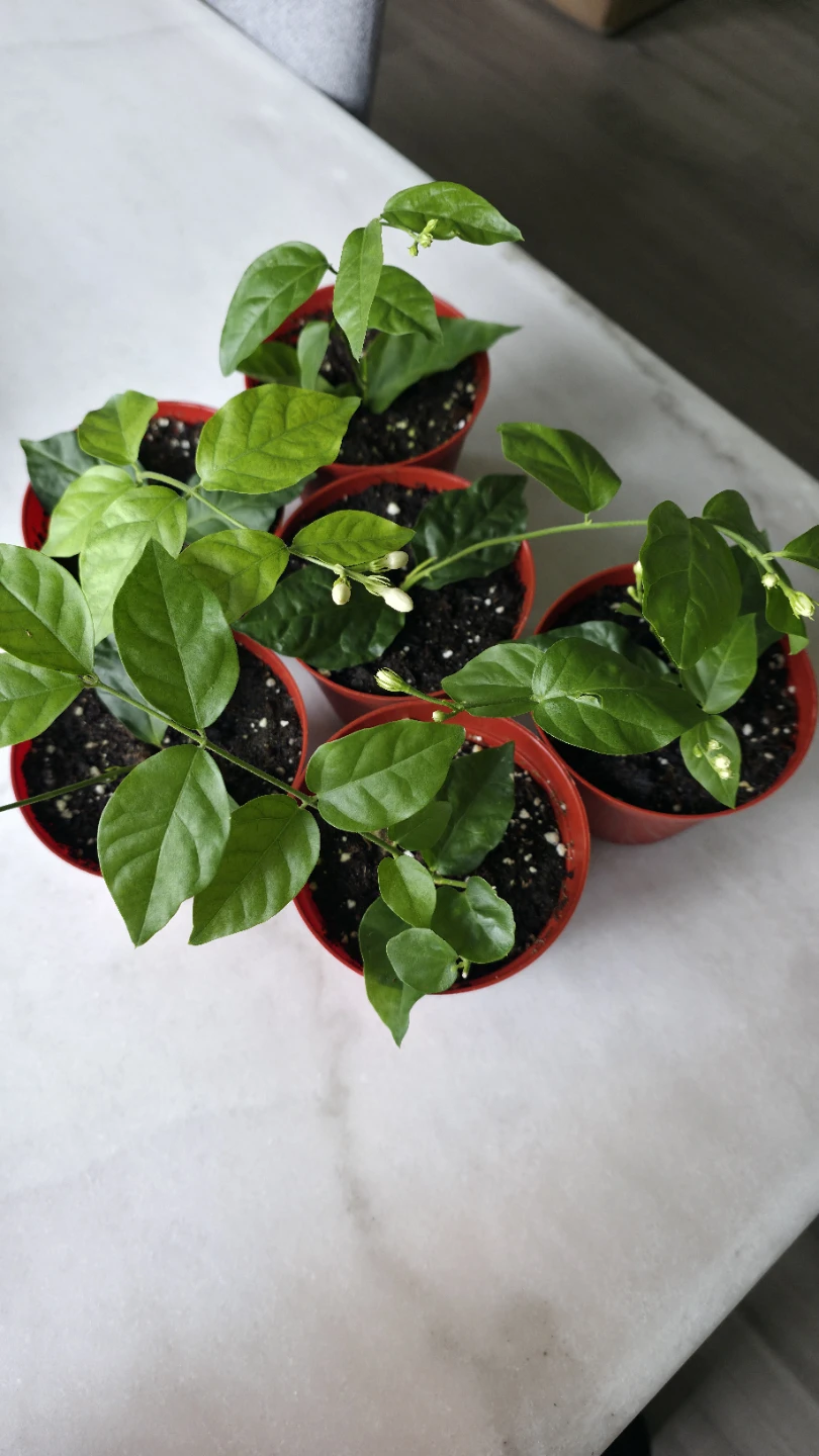 Flowering Jasmine Plants for sale - photo 2