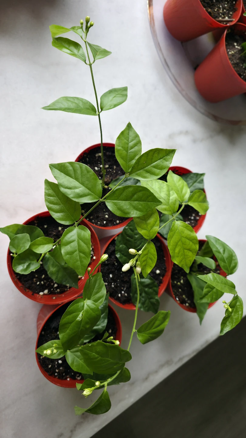 Flowering Jasmine Plants for sale - photo 3