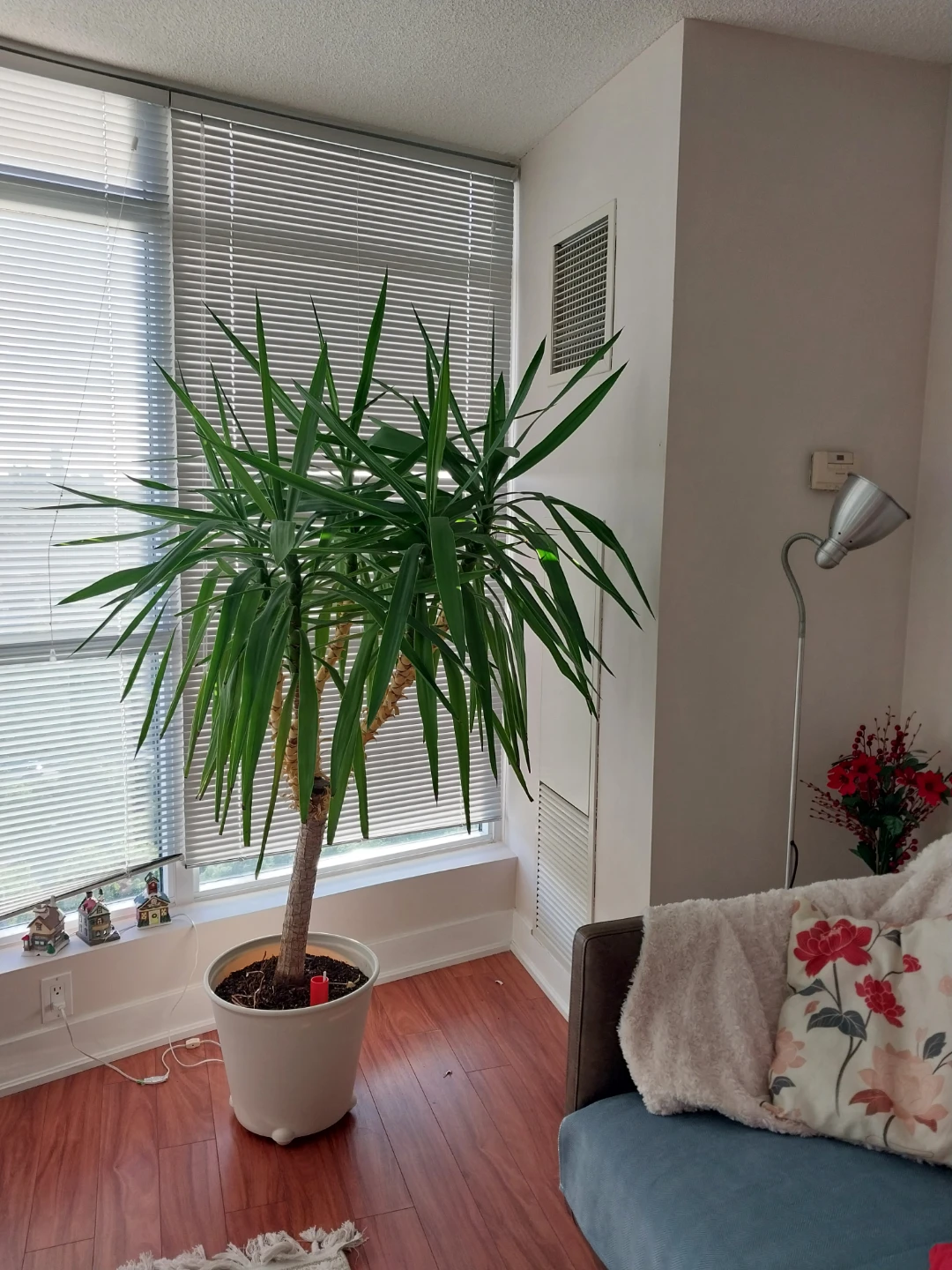 Large Yucca Plant - photo 2