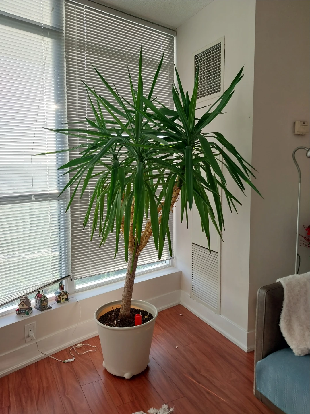 Large Yucca Plant