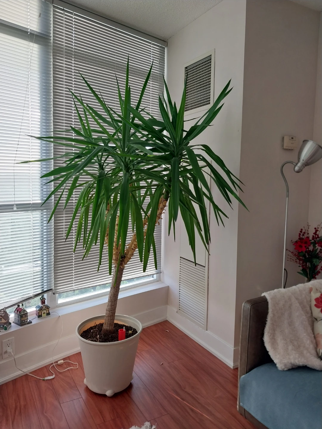 Large Yucca Plant - photo 3