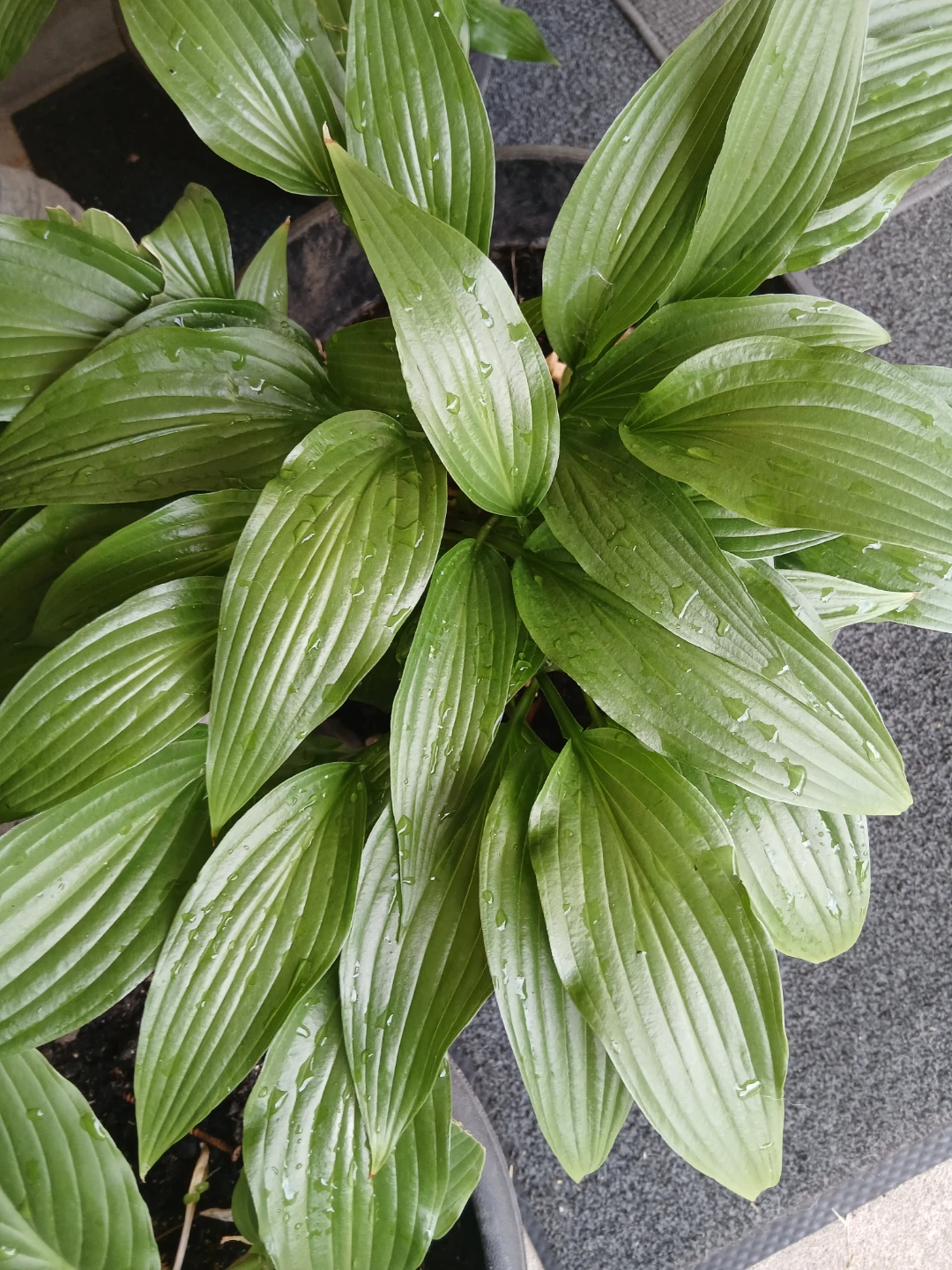 Hosta Plant $ 10 each or 6 for $50