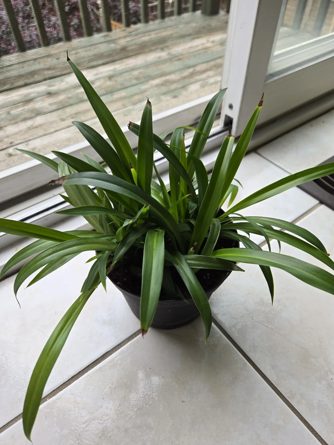 Potted Spider Plant