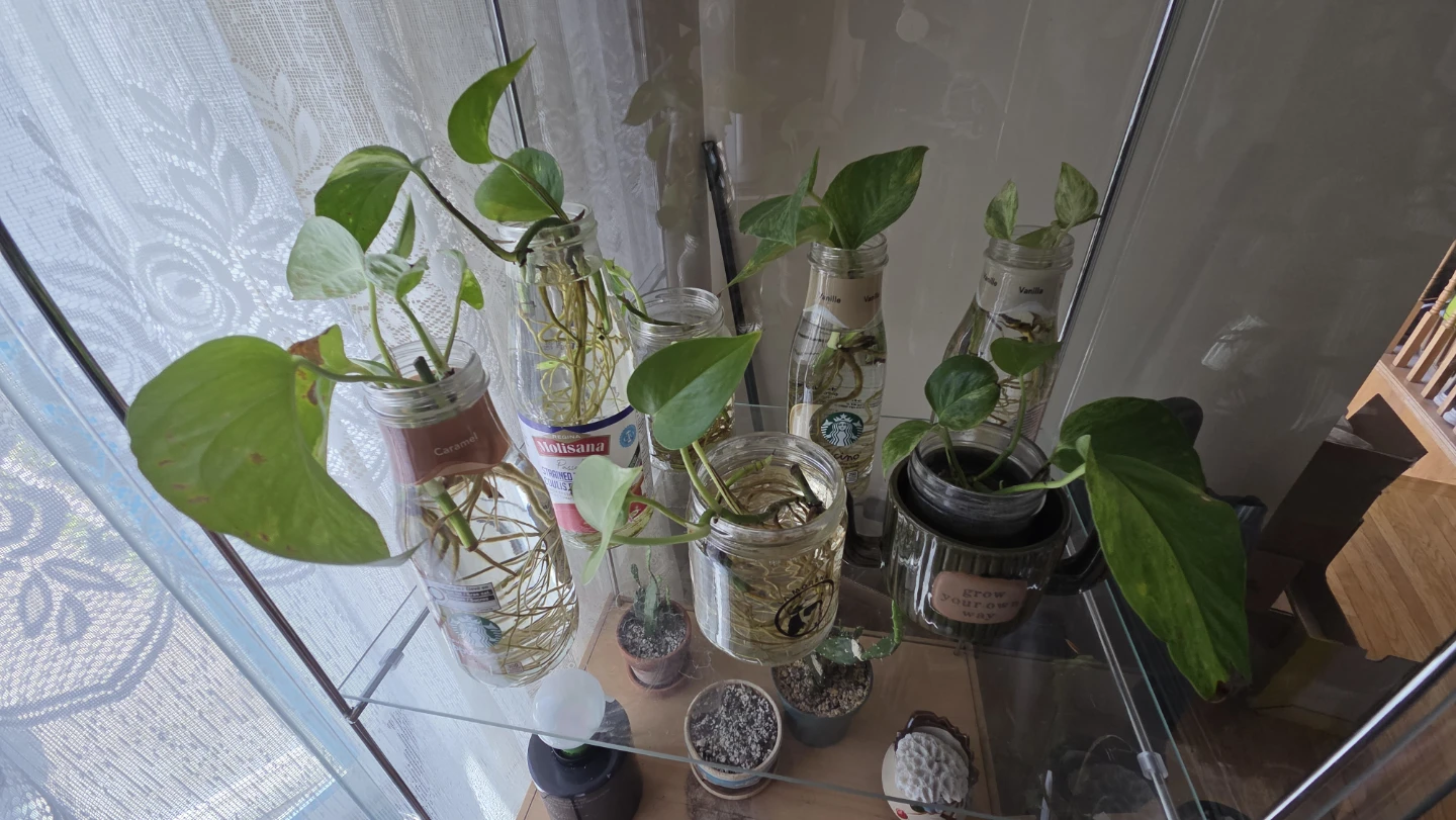 Pothos Cuttings