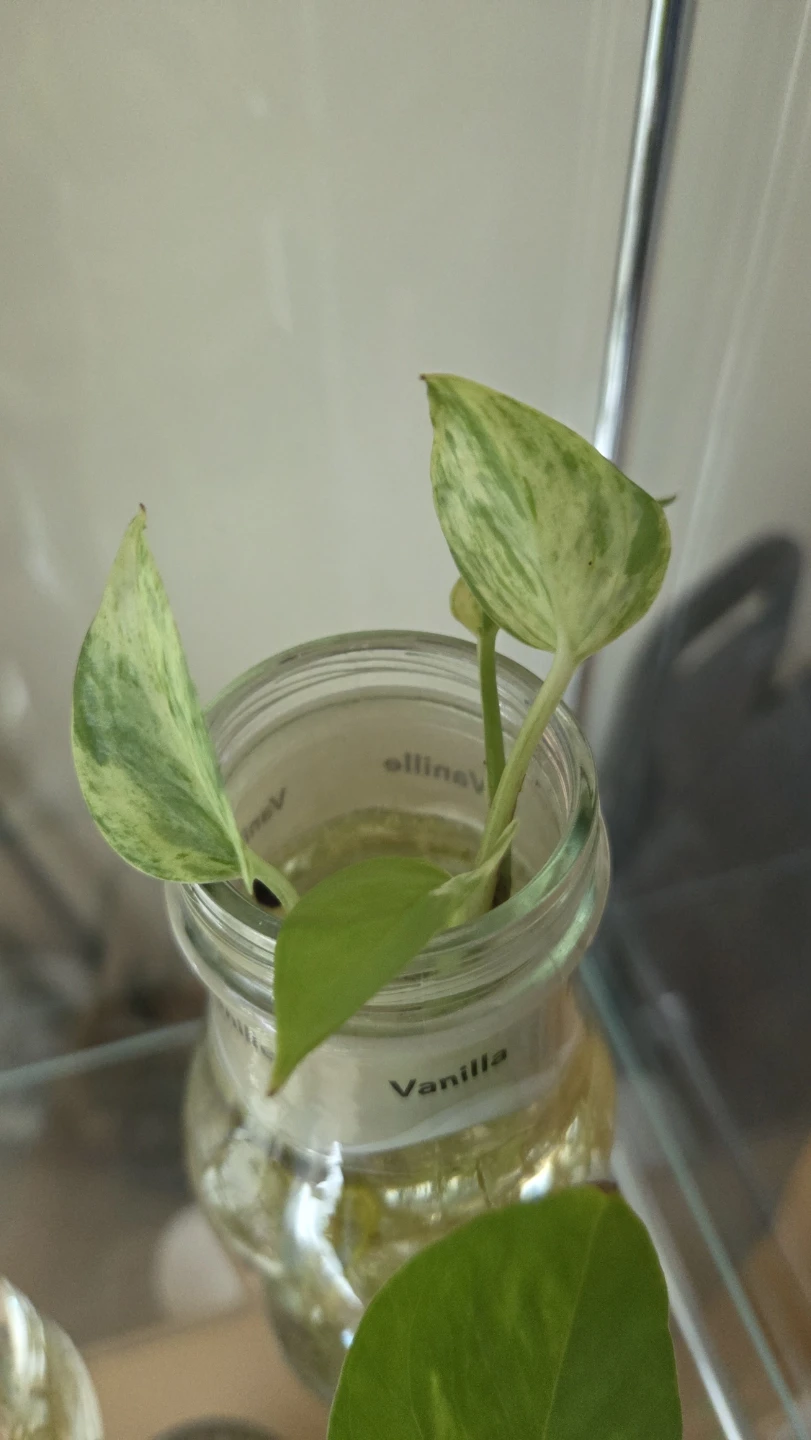 Pothos Cuttings - photo 2