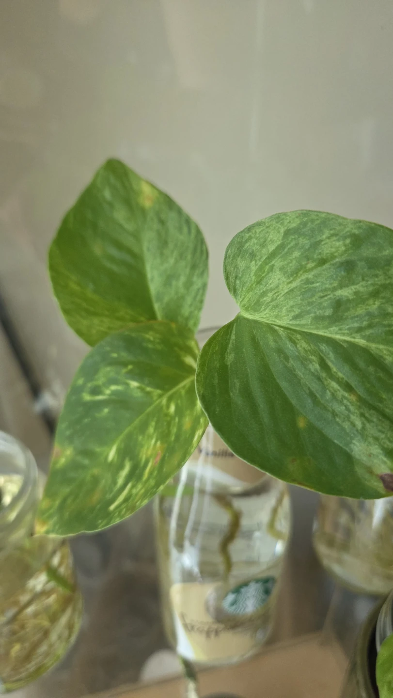 Pothos Cuttings - photo 4