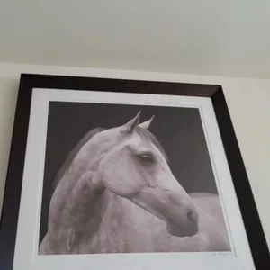 Framed Horse Portrait Photo