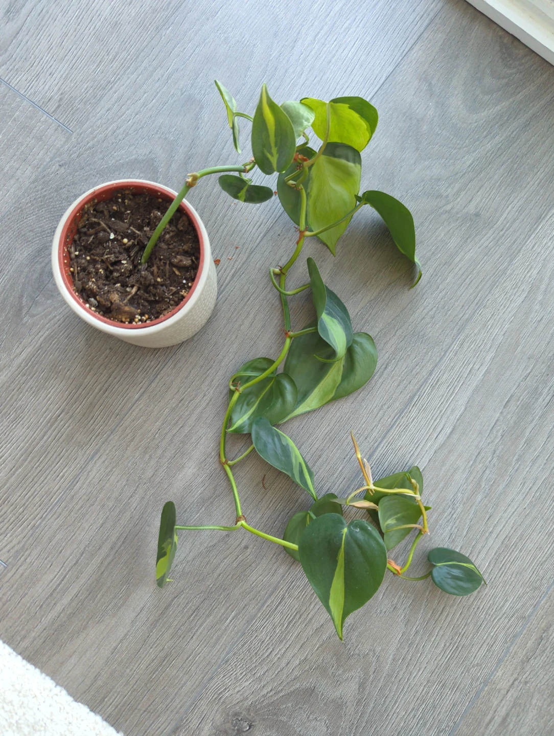 Hanging pothos Plant (in plastic pot)