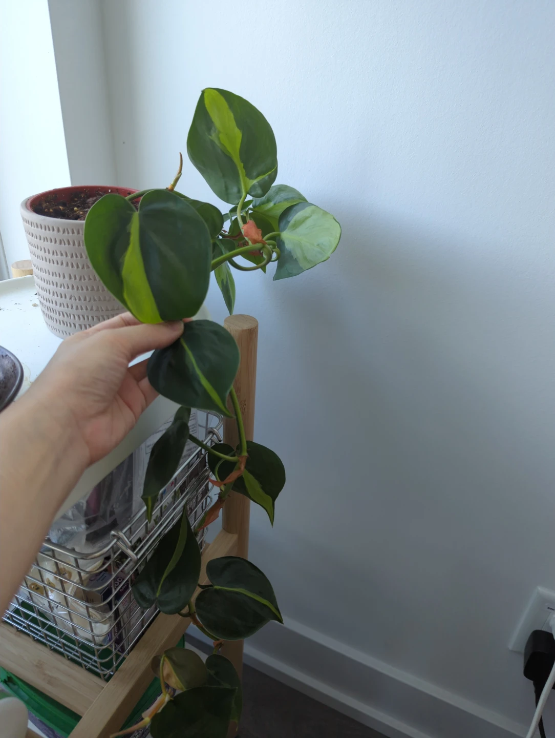 Hanging pothos Plant (in plastic pot) - photo 2