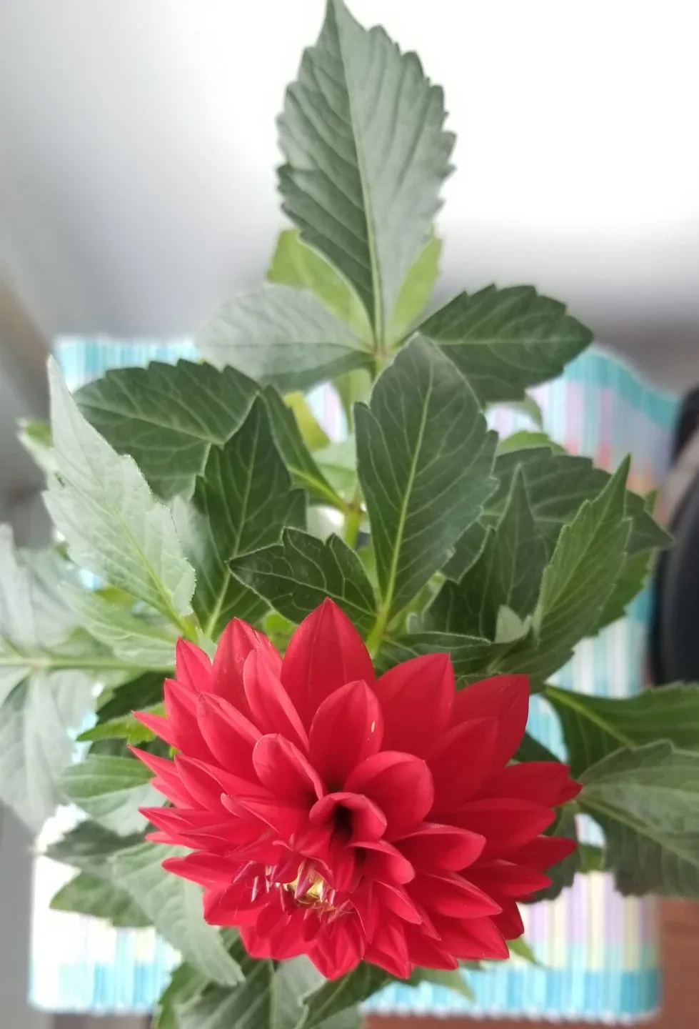 Red Dahlia Plant⚽️ - photo 4