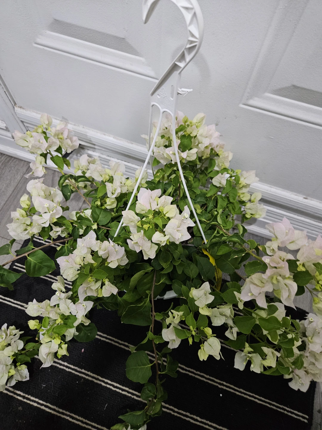 White Bougainvillea Hanging Plant⚽️ - photo 2