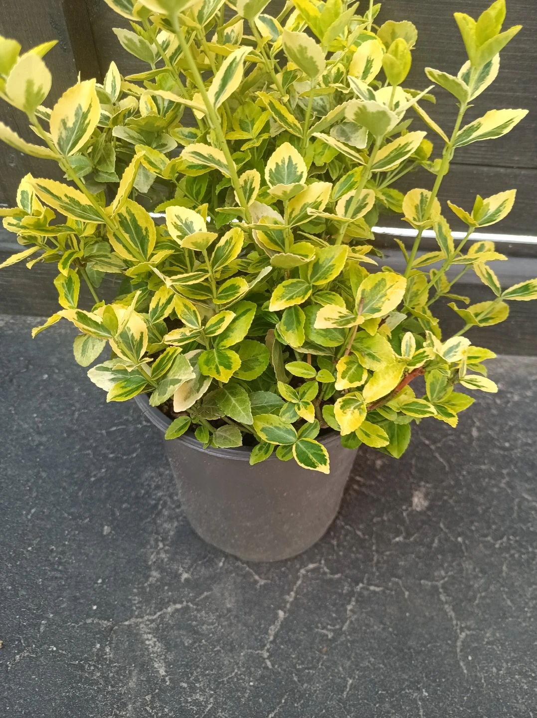 Euonymus Emerald 'n' gold