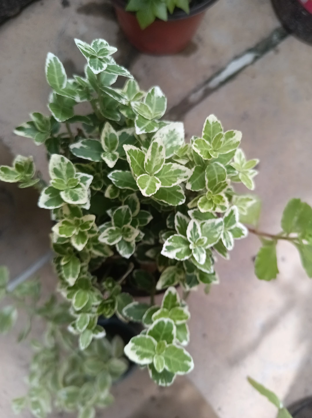 Euonymus Emerald 'n' gold - photo 3