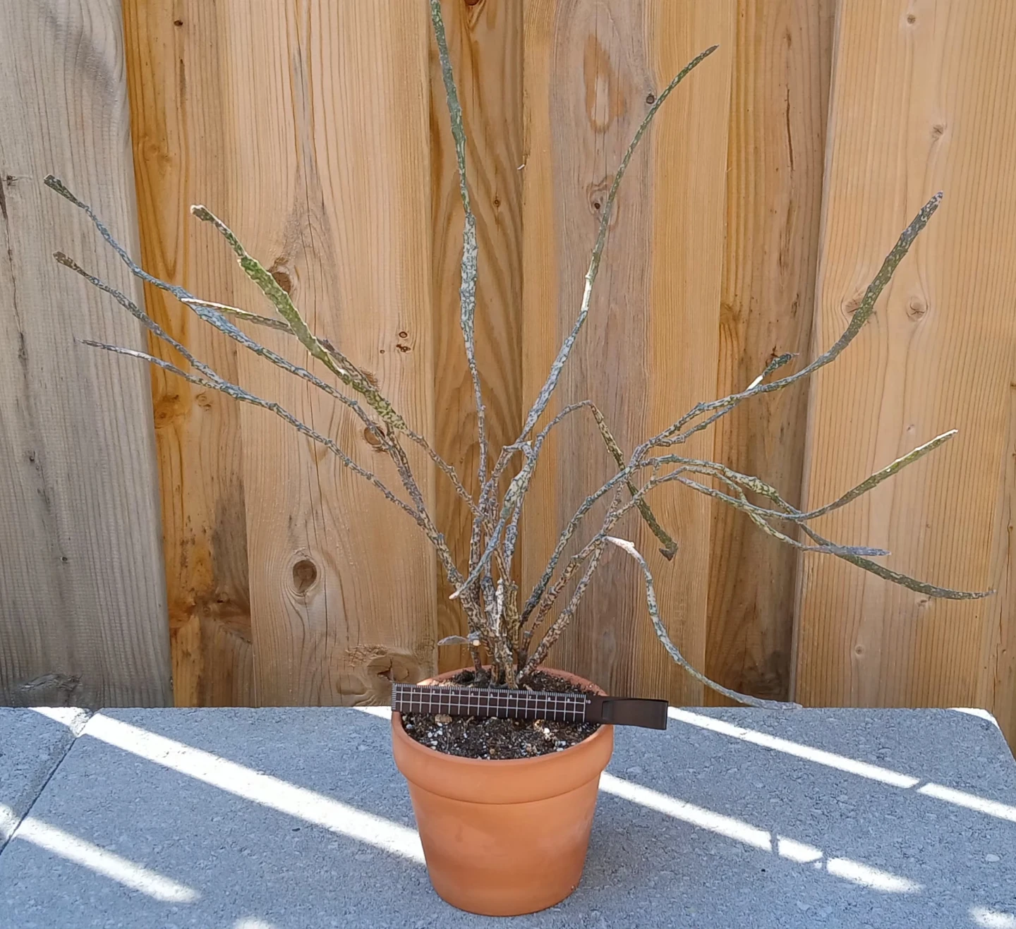 Rare Dead Stick Plant (Euphorbia platyclada)