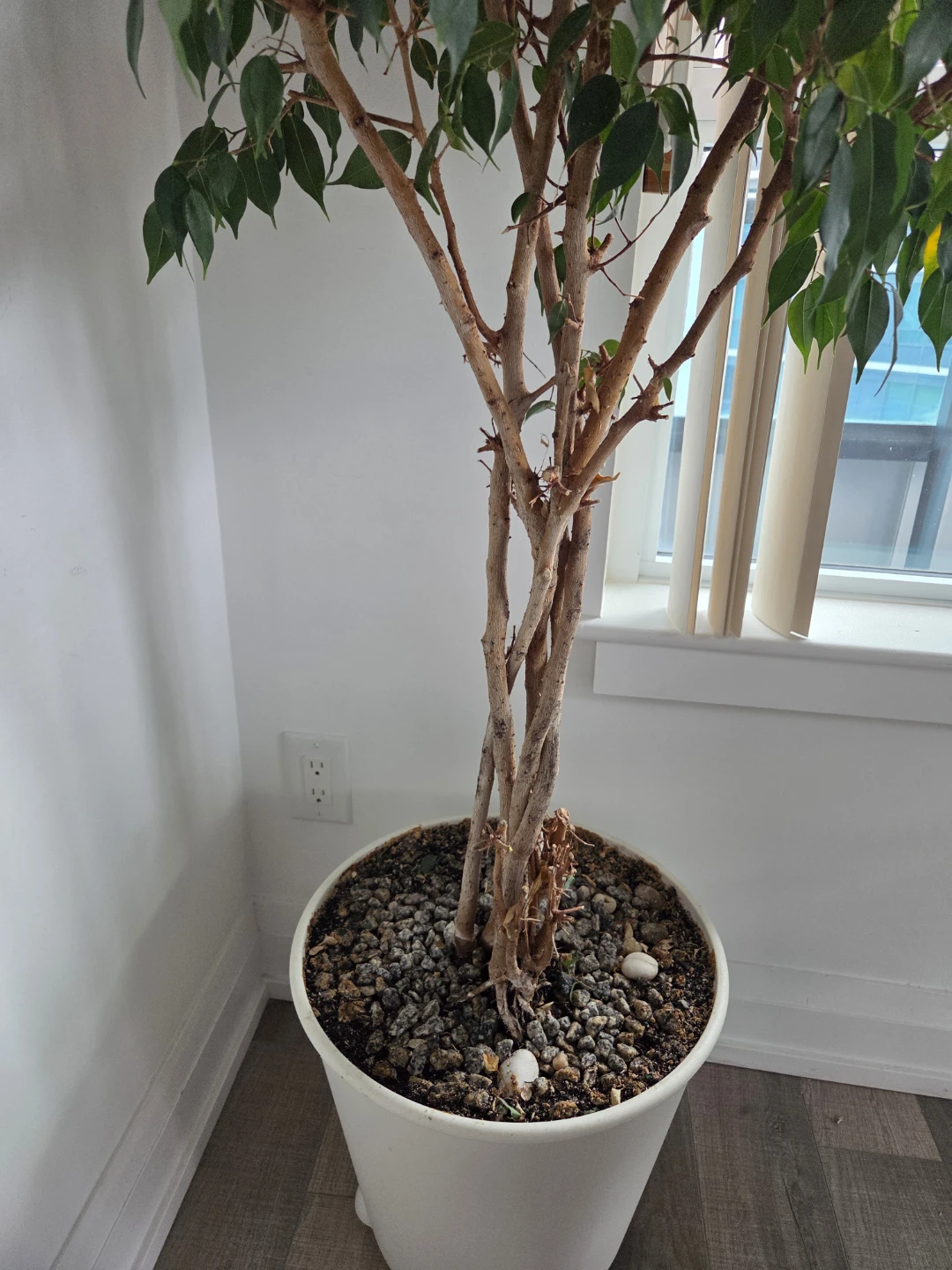 벤쟈민 나무 - photo 5