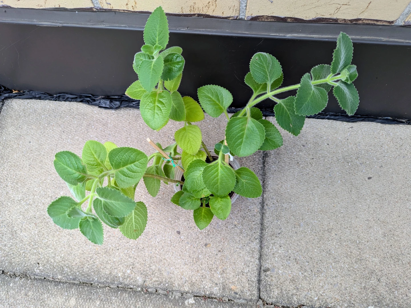 Cuban Oregano/Indian Borage/Mexican mint Plant - photo 2