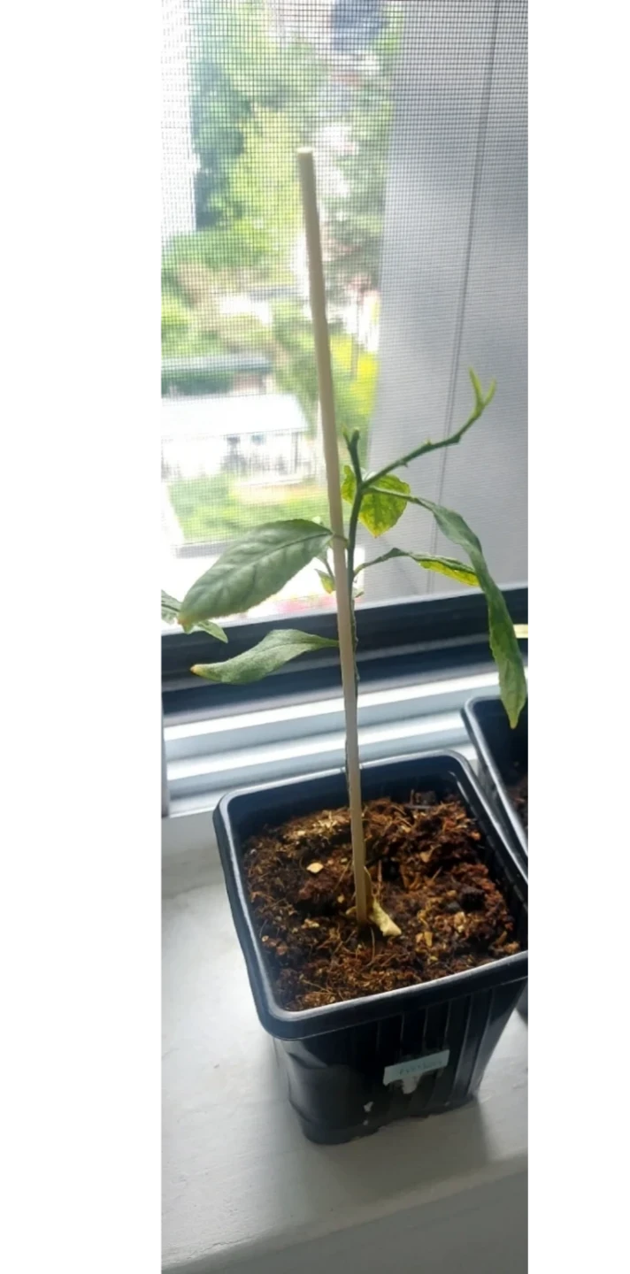 Young 🍋 Lemon 🍋 Tree Plant