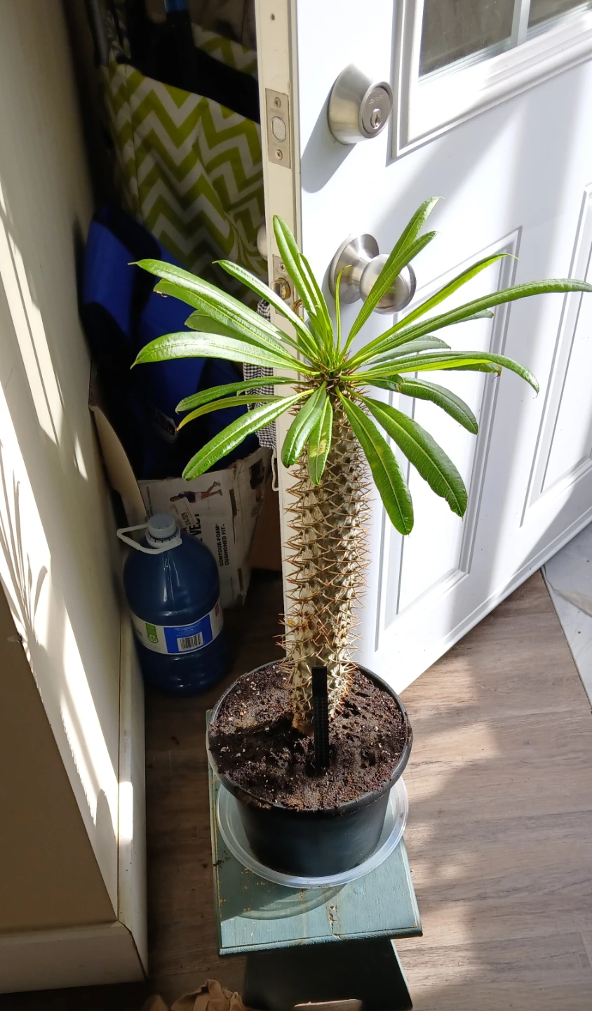 Madagascar Palm (Pachypodium lamerei) - Monster Plant!