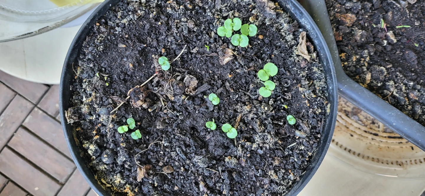 Shiso/Perilla/ Korean sesame plant - photo 3