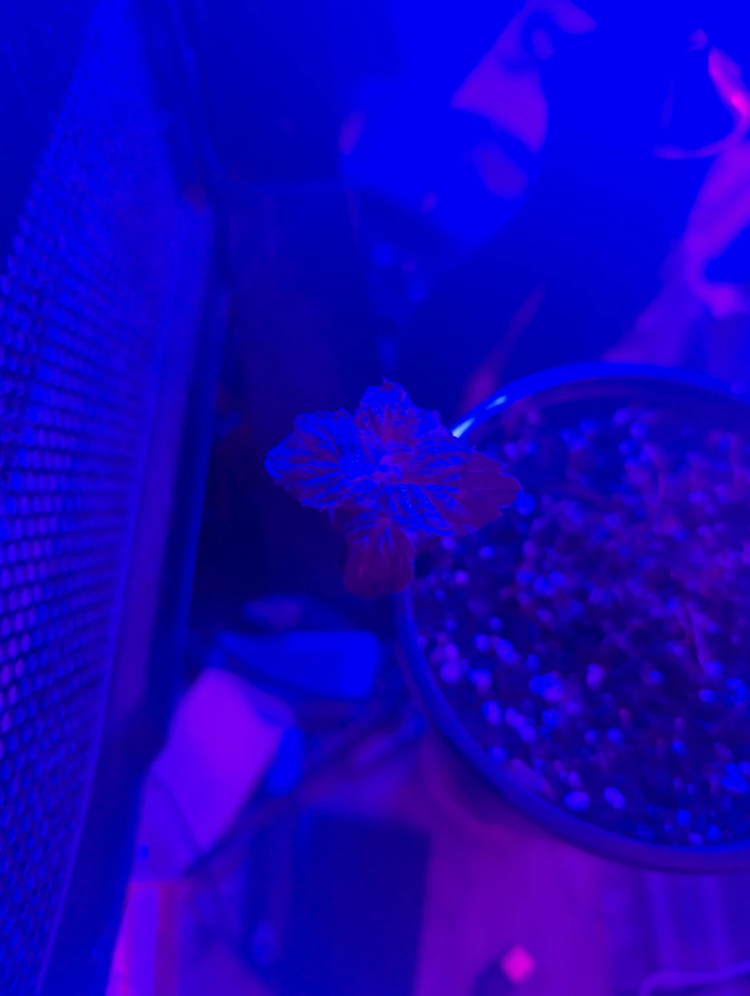 Gourmet Alpine Strawberries & Fresh Peppermimt - photo 2
