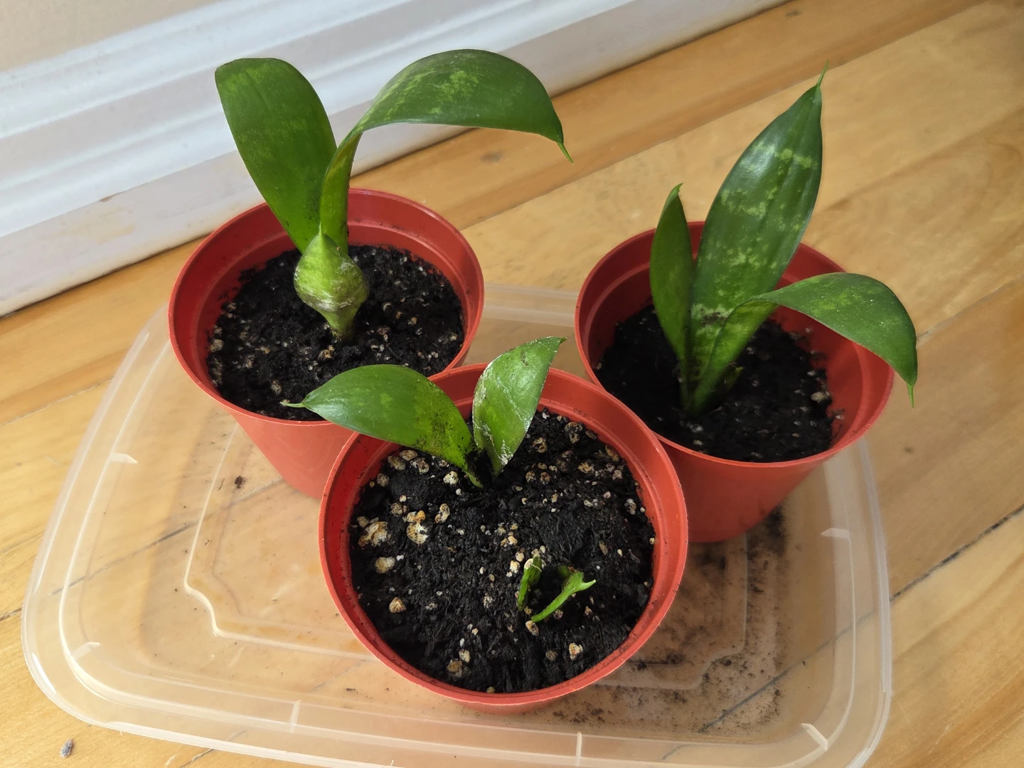 NASA Air Cleaning Plants / Snake Plants - photo 4
