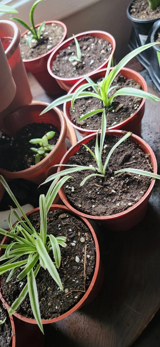 Assorted Potted Plants $25 & under - photo 2