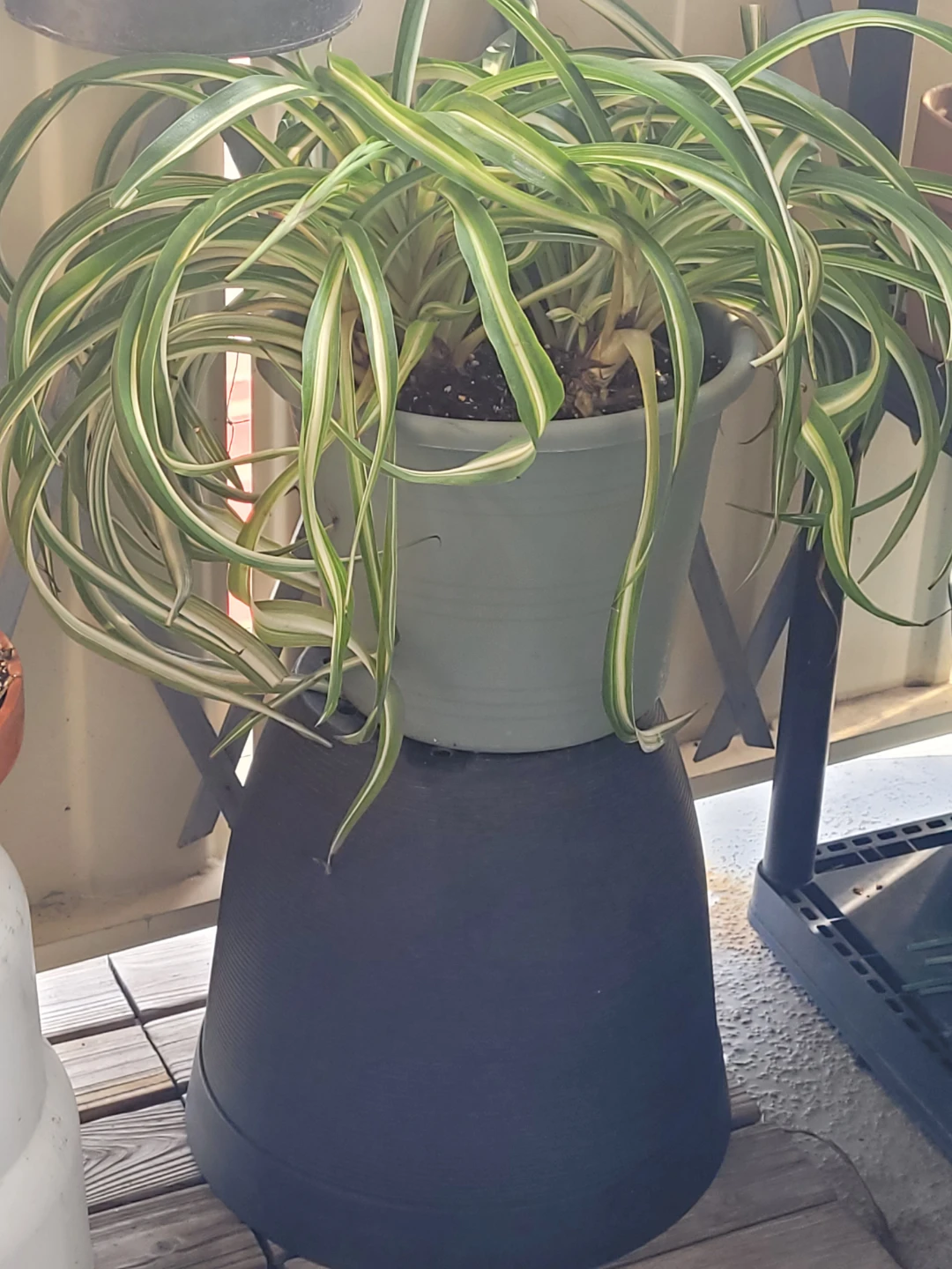 ⚽ Spider Plant - photo 4