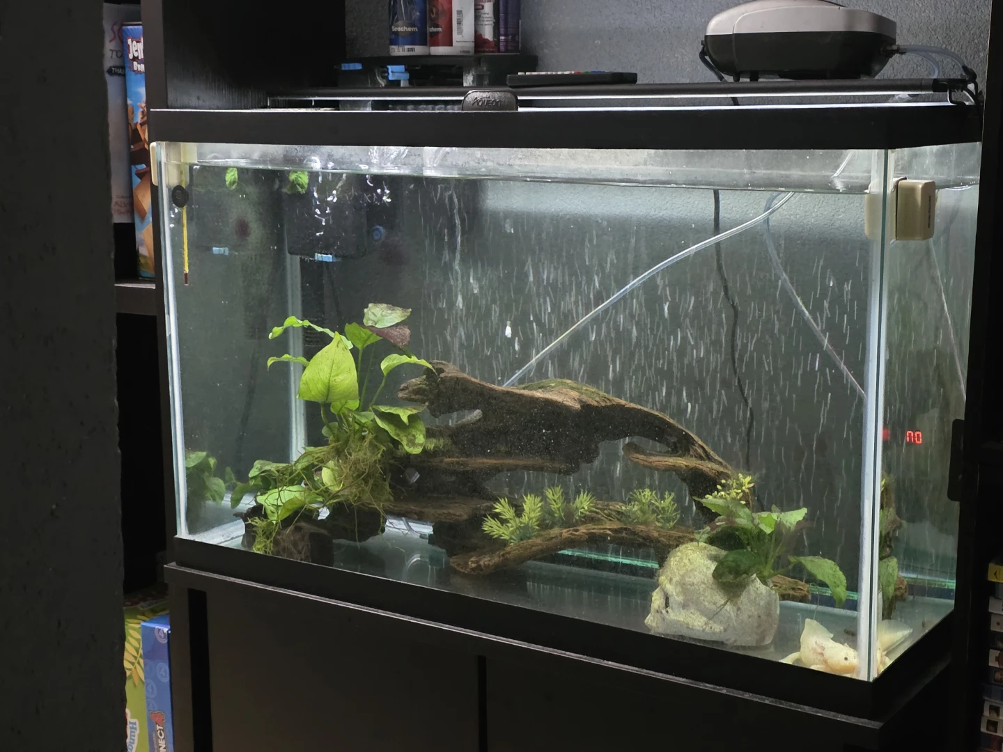 20g starter tank