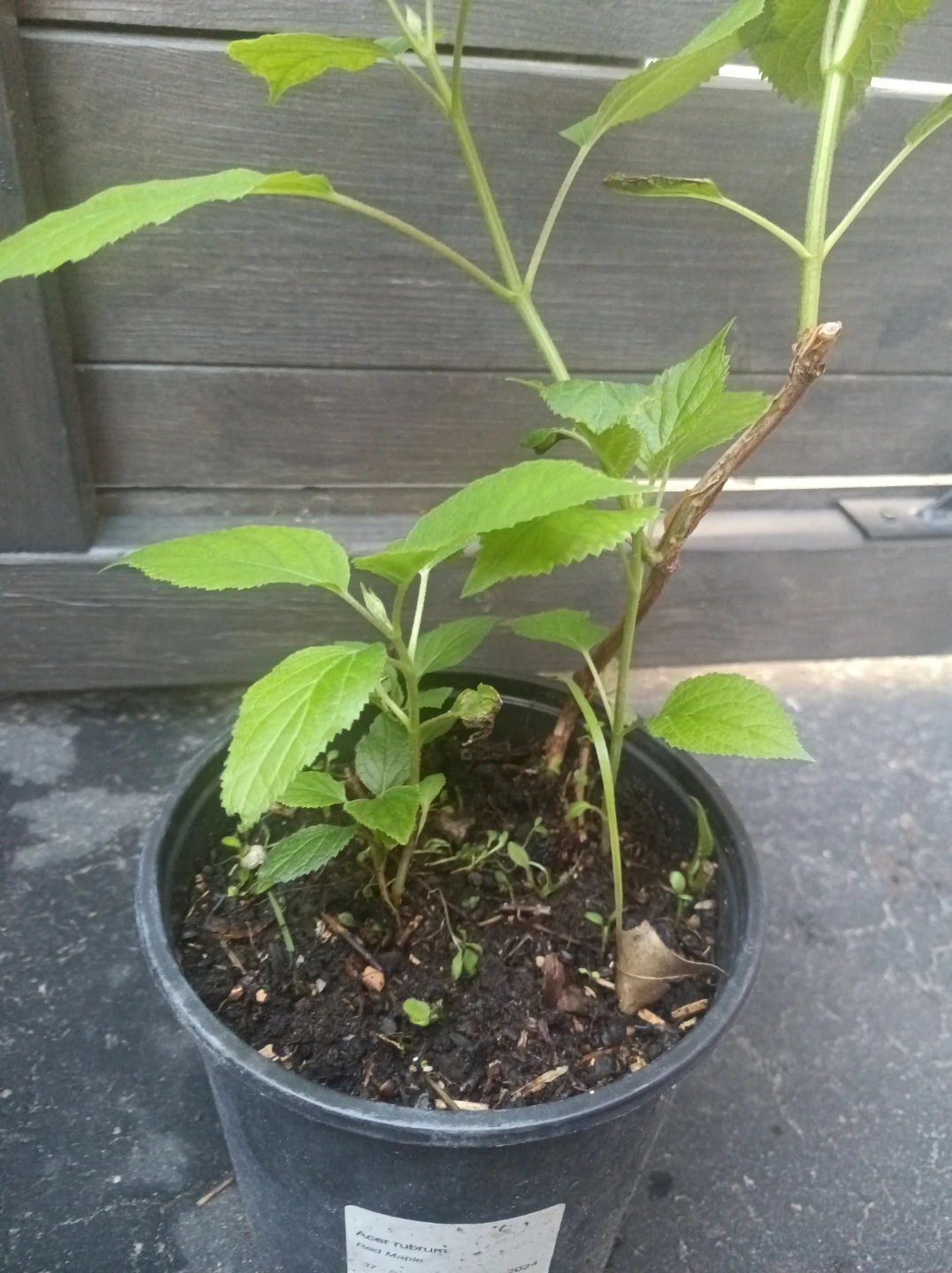 Hydrangea plant