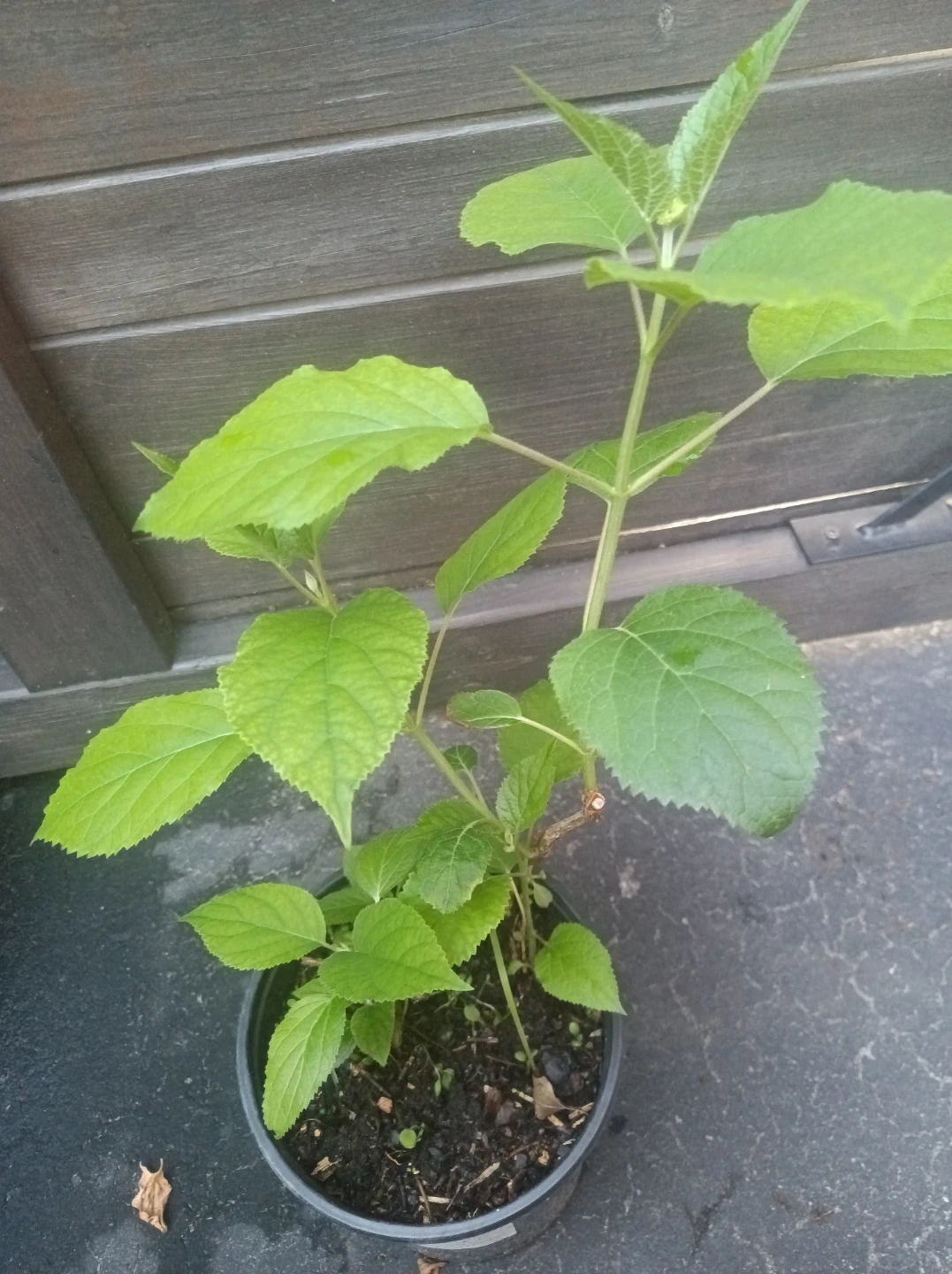 Hydrangea plant - photo 2