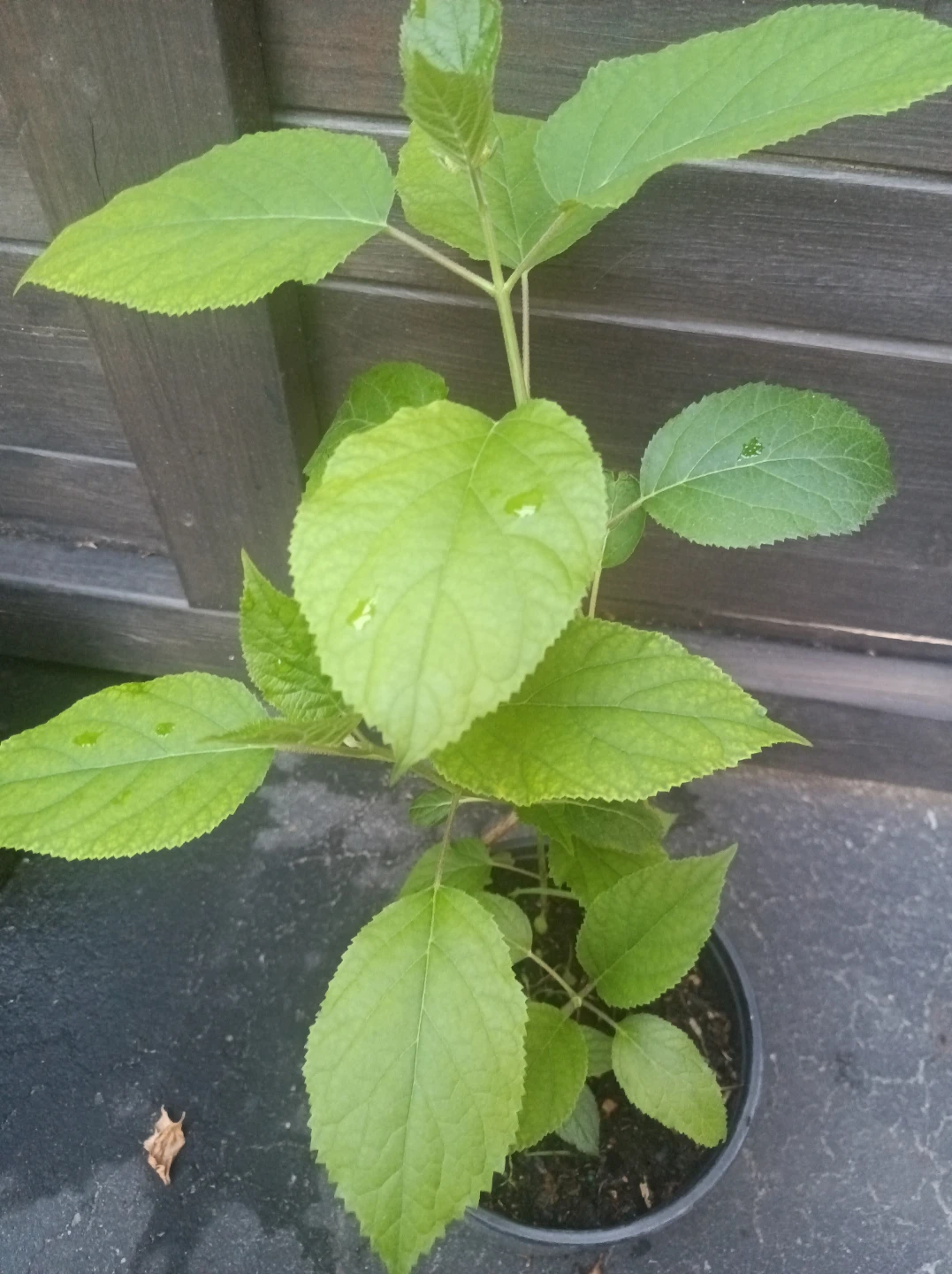 Hydrangea plant - photo 3