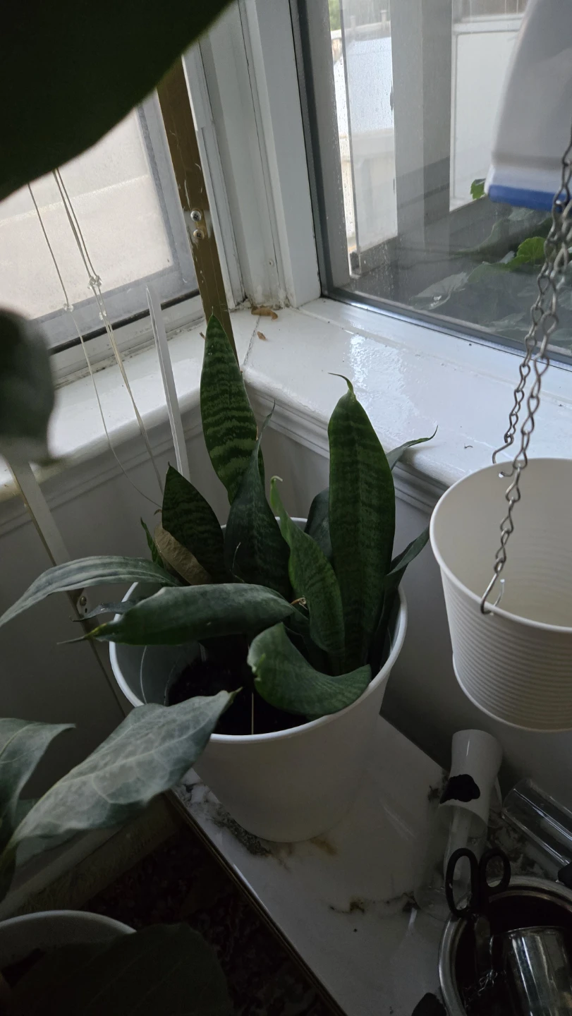 Snake Plant in White Pot