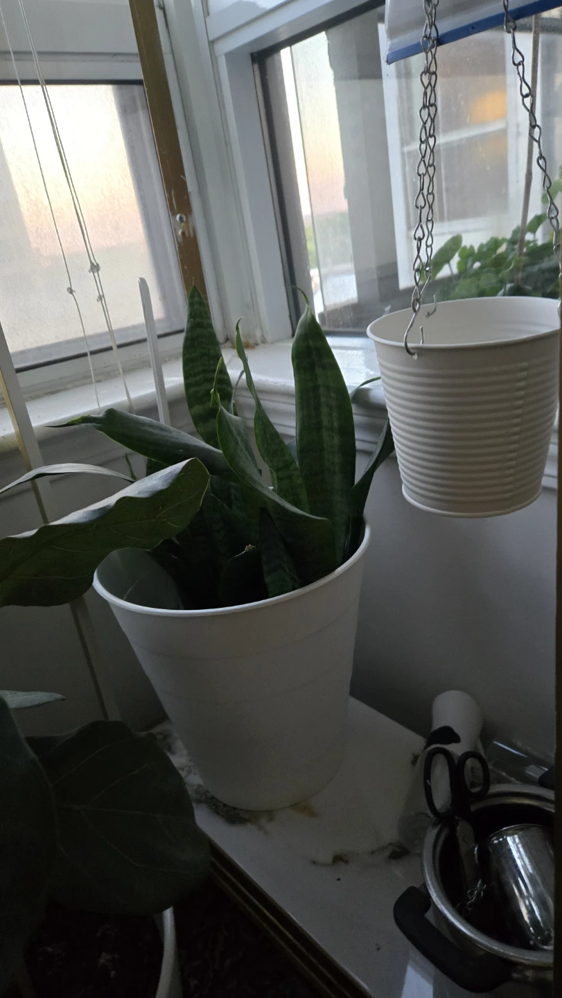 Snake Plant in White Pot - photo 2